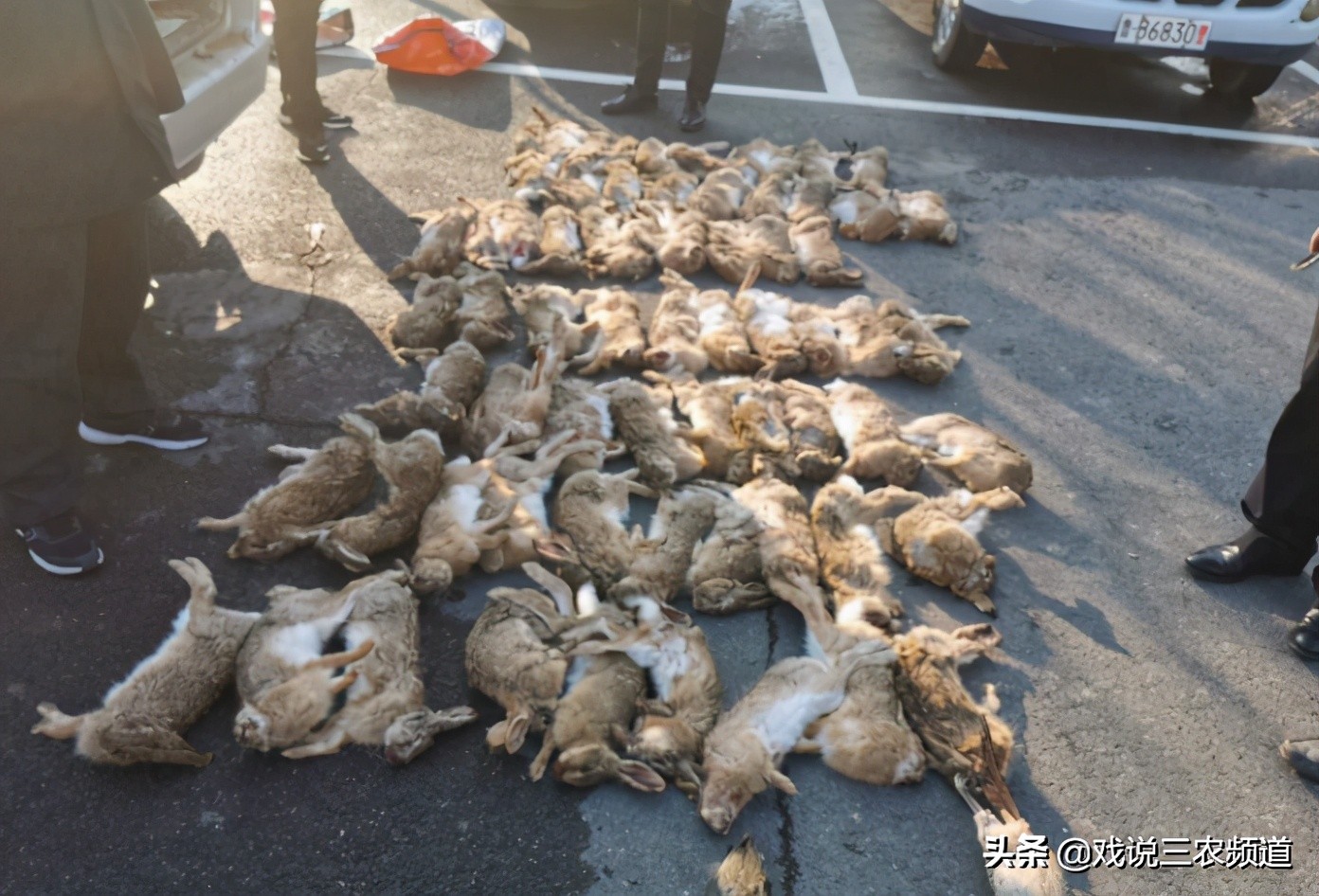 国务院2021严查非法营运怎么处罚,2021国家整治哪些行业