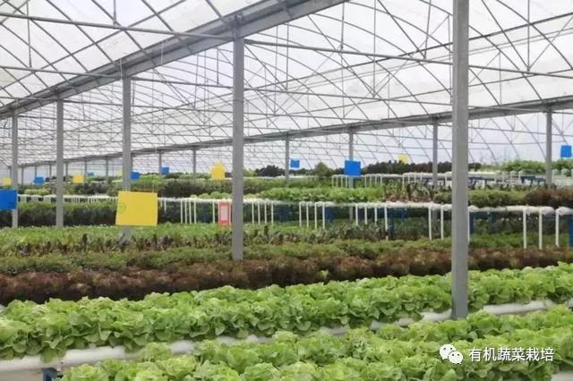 水培蔬菜种植的基础知识,水培蔬菜家庭版水培生菜