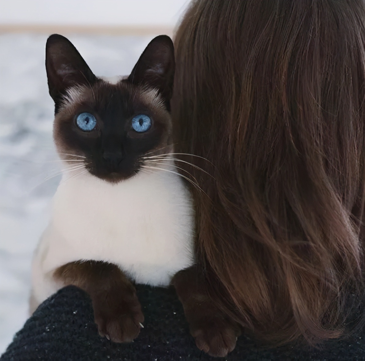 这3种猫很可怕有钱都不建议养,再喜欢也千万别养的4种猫