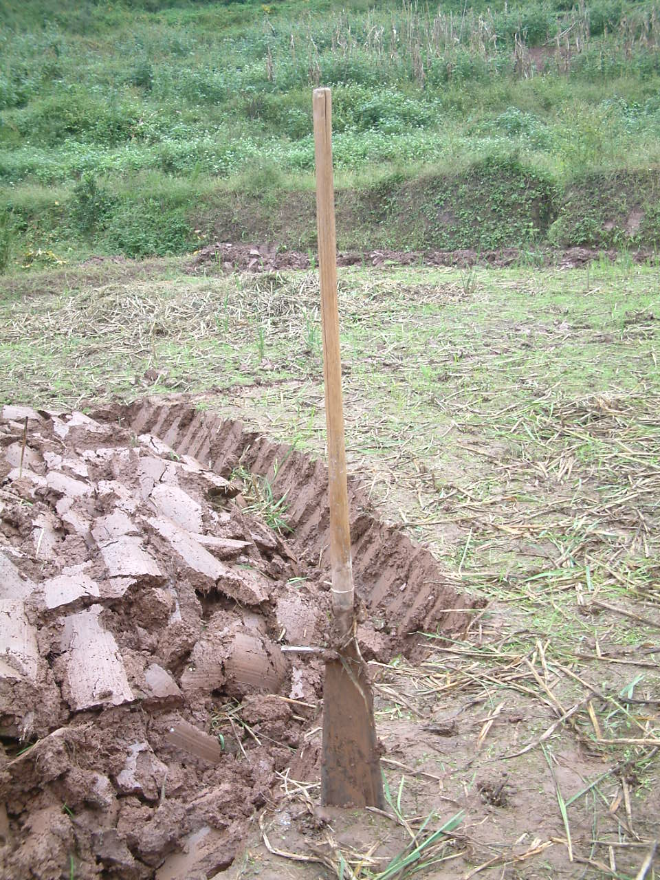 楼顶生姜怎么种植高产,想要生姜种植高产这些技术少不了