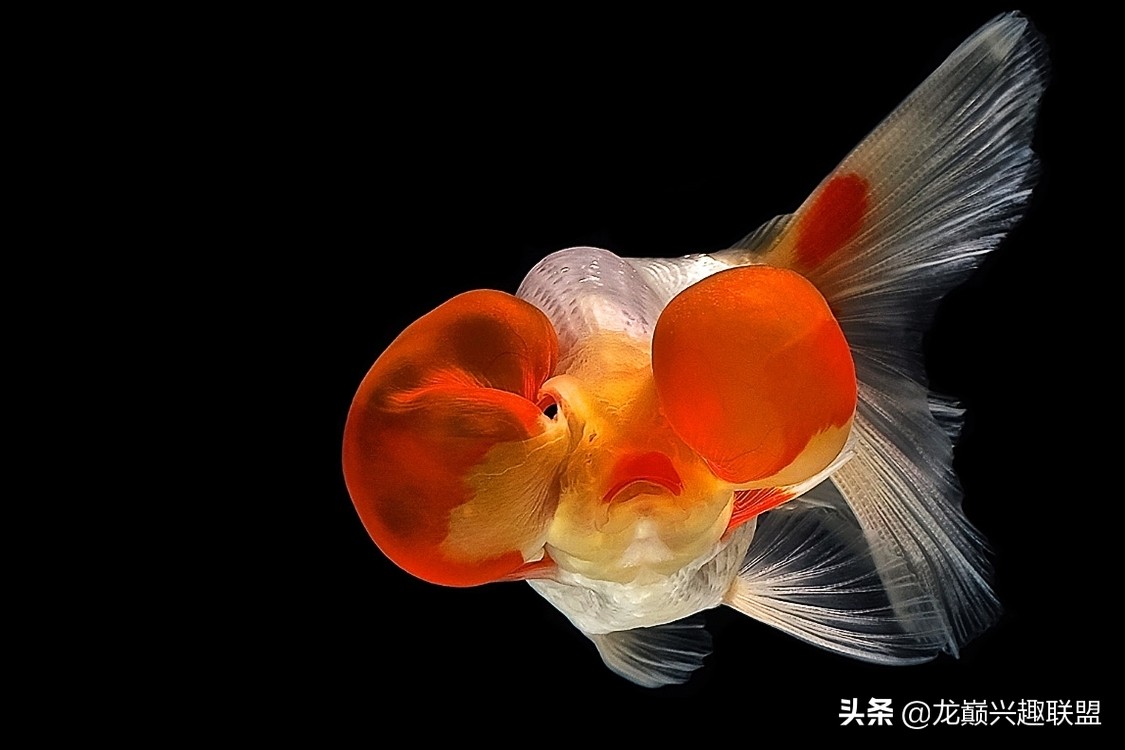 金鱼观赏鱼怎么挑选,金鱼怎么选才好看好养活