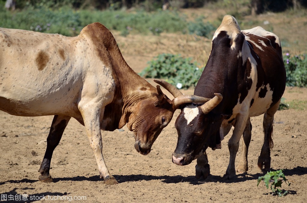 非洲最大岛马达加斯加,非洲马达加斯加岛