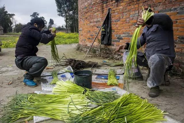 鍐滄潙钂滆柟鐐掕倝,鍐滃钂滆柟鐐掕倝