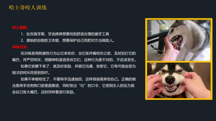 哈士奇到底应该怎么养,20天左右的哈士奇怎么喂养