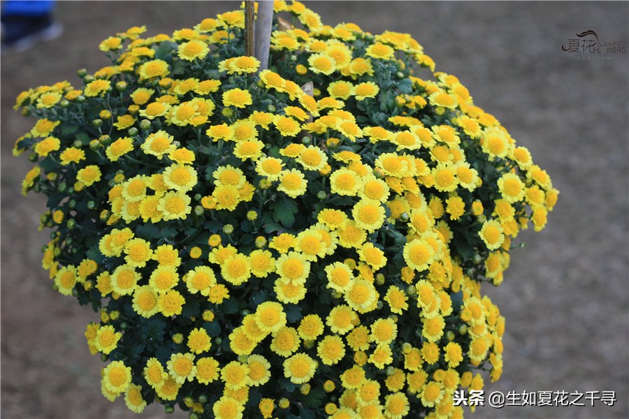 东湖公园菊花展今天还有开放吗,深圳东湖公园菊花展图片