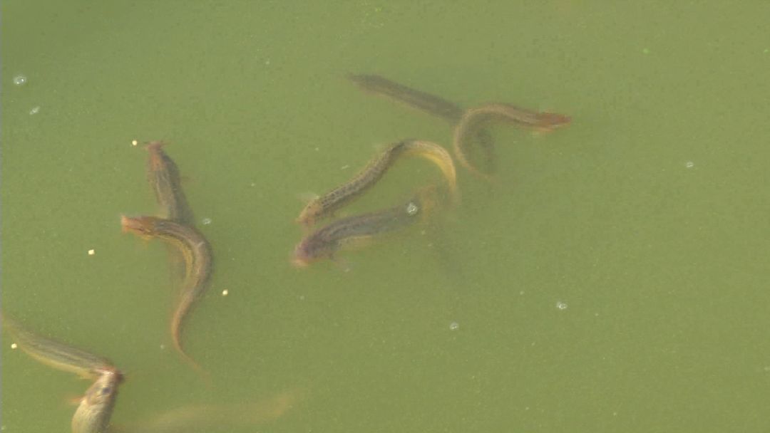 创富新发现：体质强健生长快，台湾泥鳅效益红火