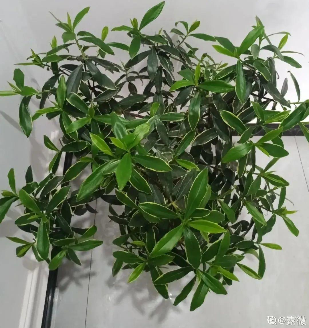 耐寒又好养的香水花,家里可以养法国香水花