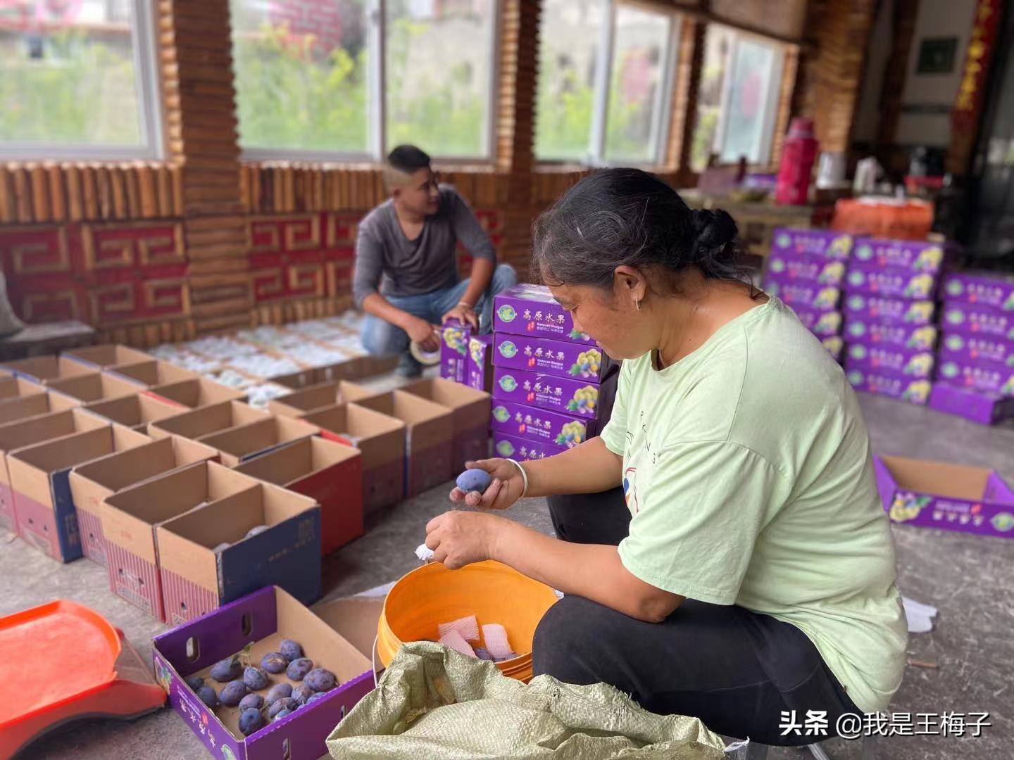 汶川农村西梅树砍了种玉米，10年后成高端水果，有人后悔的拍胸脯