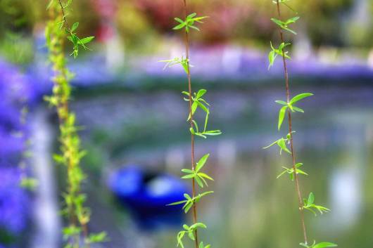 清明节雨纷纷追思故人,清明时节雨纷纷悼念故人