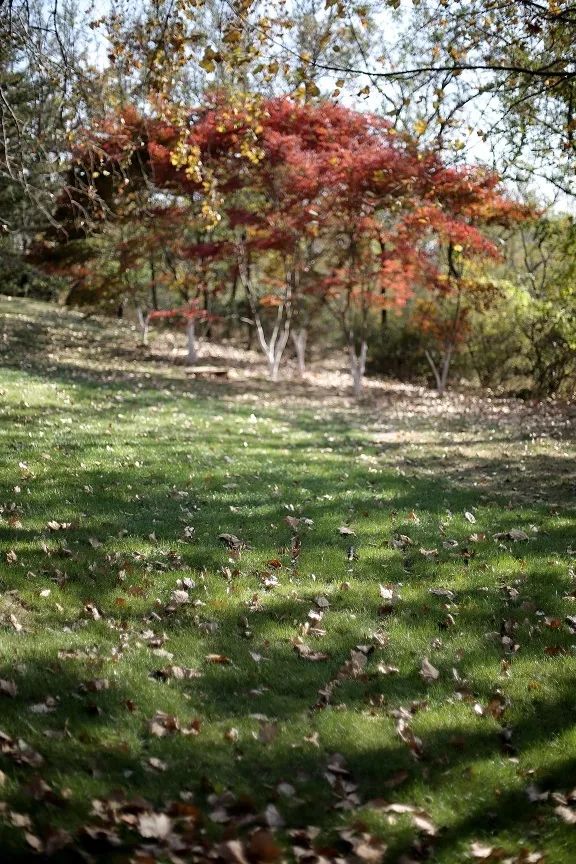 大连棒棰岛风景区门票多少钱,大连棒棰岛现在对外免费开放吗