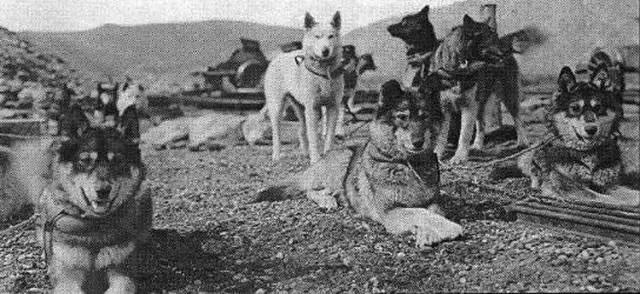 拉雪橇救小镇的哈士奇电影,哈士奇从狗肉馆救出来的二哈