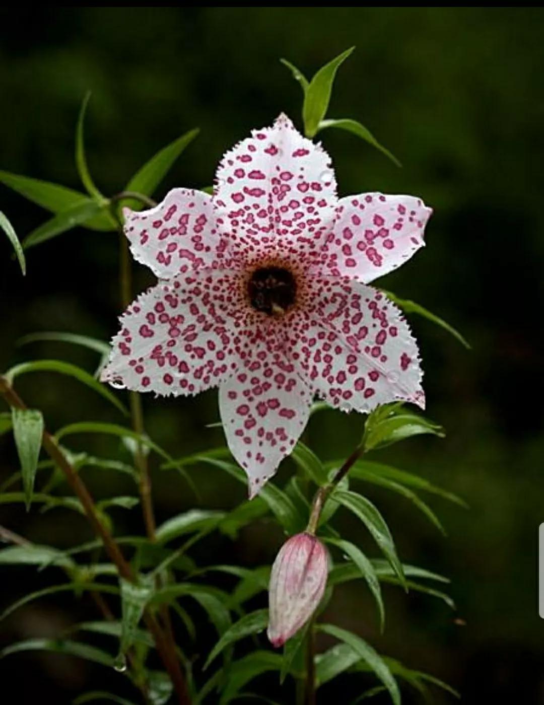 芳踪难觅濒危花！清新治愈篇：沙漠高原是吾家，豹子花的春天来了