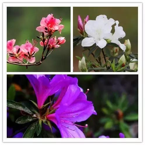 100种常见花卉资料大全,常见100种花卉介绍图片