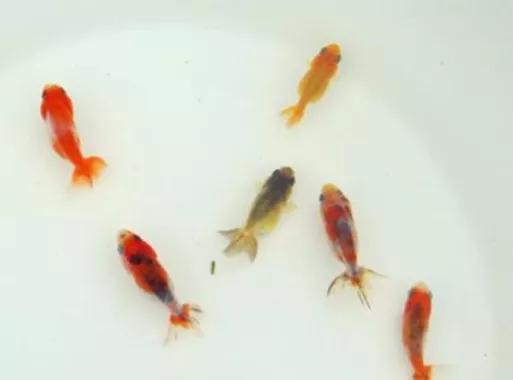 整顿箱养兰寿金鱼饲养技巧,兰寿金鱼怎么饲养长得快