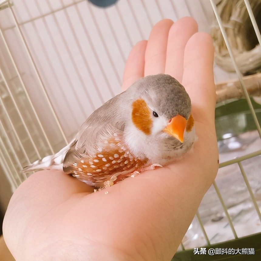 瓒呮不鎰堢殑灏忛笩,瓒呮不鎰堢殑灏忛笩瑙嗛