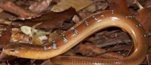 壁虎断尾是怎么重生的,壁虎断尾重生是什么特性