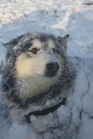 阿拉斯加雪橇犬在雪里的特征,阿拉斯加的雪橇