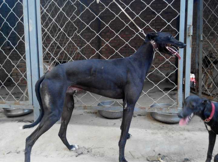 最齐全的狗狗品种介绍及图片,带你了解一下常见狗狗的品种