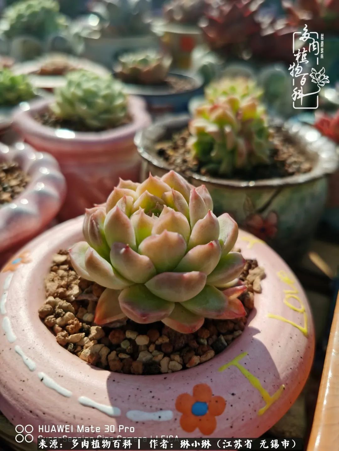 多肉变美是需要时间的,千万别辜负了多肉变美的黄金季节