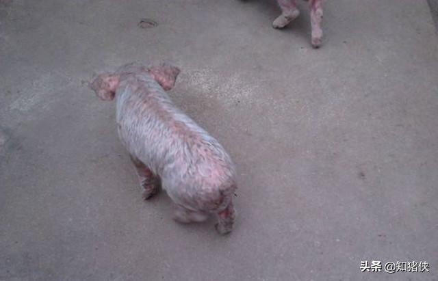 给猪治病时的3大用药禁忌，很多养猪人错在其中