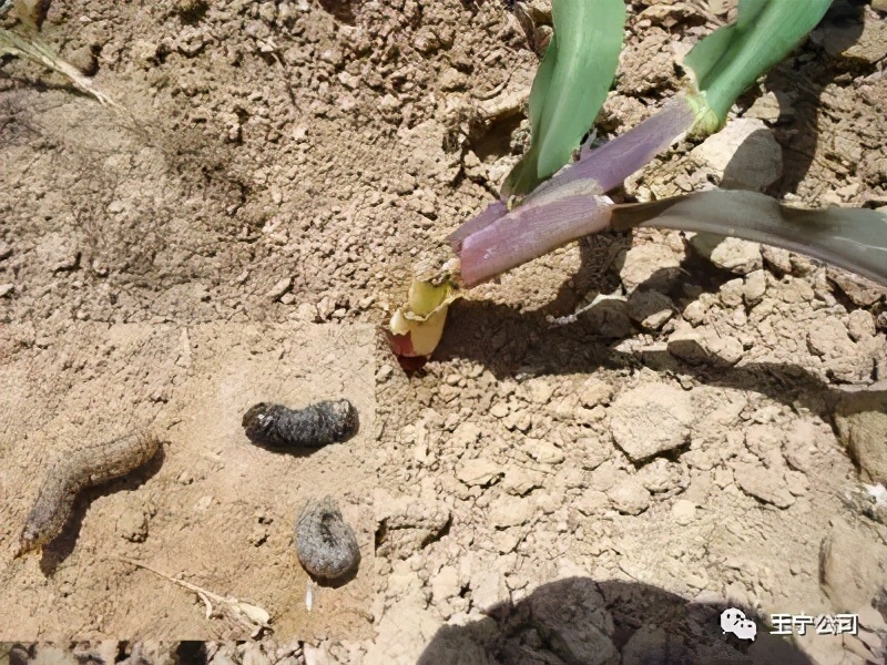 玉米上的虫害打什么药,玉米虫害防治口诀谚语