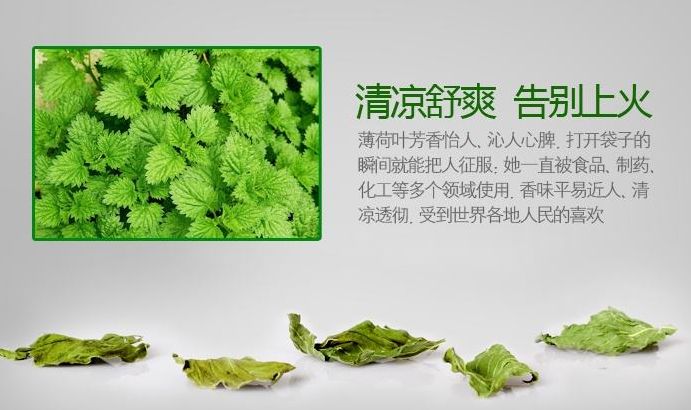 薄荷是什么样的有什么功效,薄荷的功效与作用百科知识