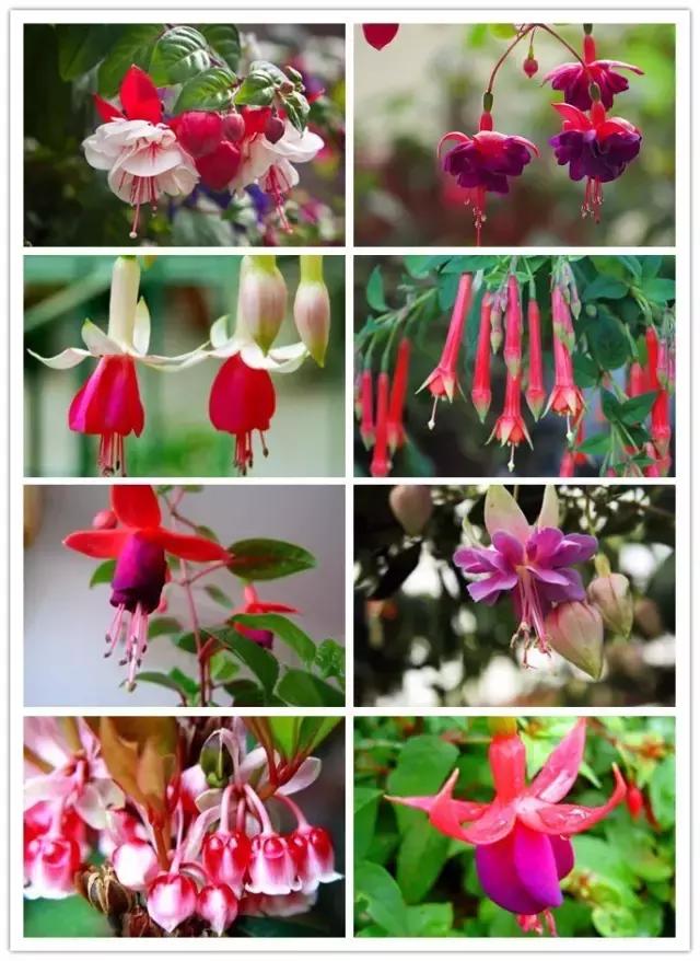 100种常见花卉资料大全,常见100种花卉介绍图片