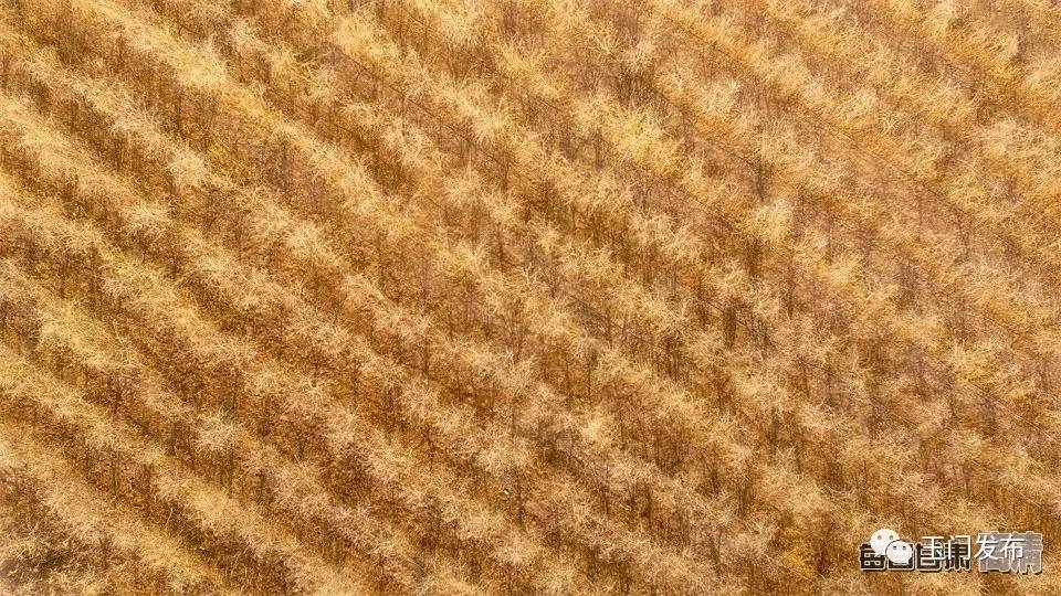 甘肃玉门枸杞项目,甘肃玉门的枸杞怎么样