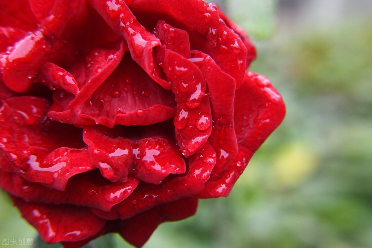 红色玫瑰代表着热烈的爱情,红玫瑰最能代表爱情的鲜花