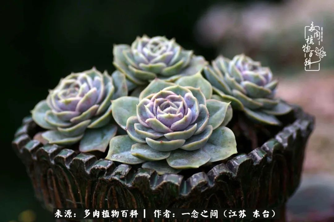 一见多肉误终生,一见多肉误终生从此入了养花坑