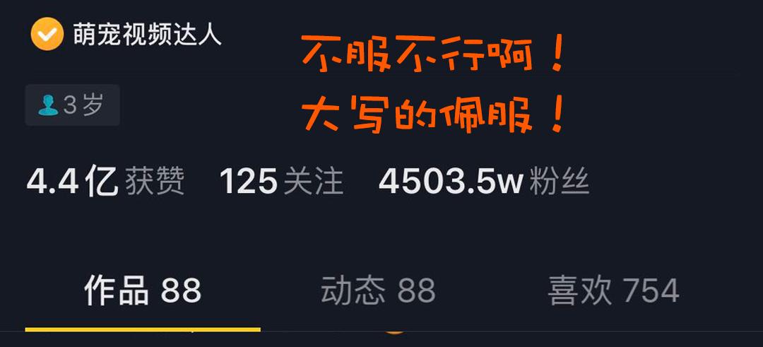 招财猫是源于哪种猫,视界旅行古人的千年吸猫史