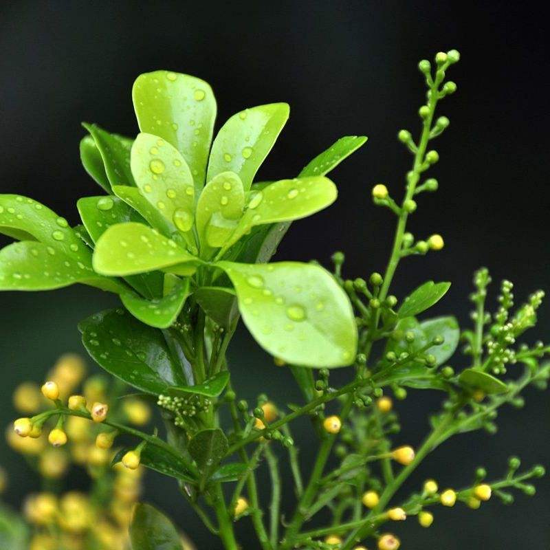 米兰开花的时候如何养护,米兰花期养护方法