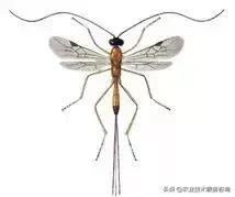 桉树虫害的天敌有哪些,虫害防治需要多少天敌