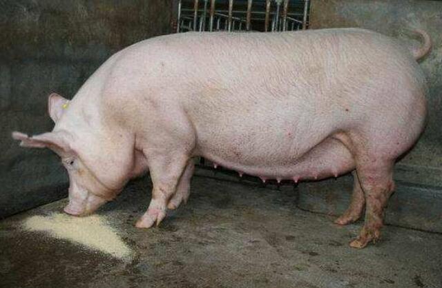 临产母猪38度不吃食怎么办,临产母猪乳房发红是怎么回事