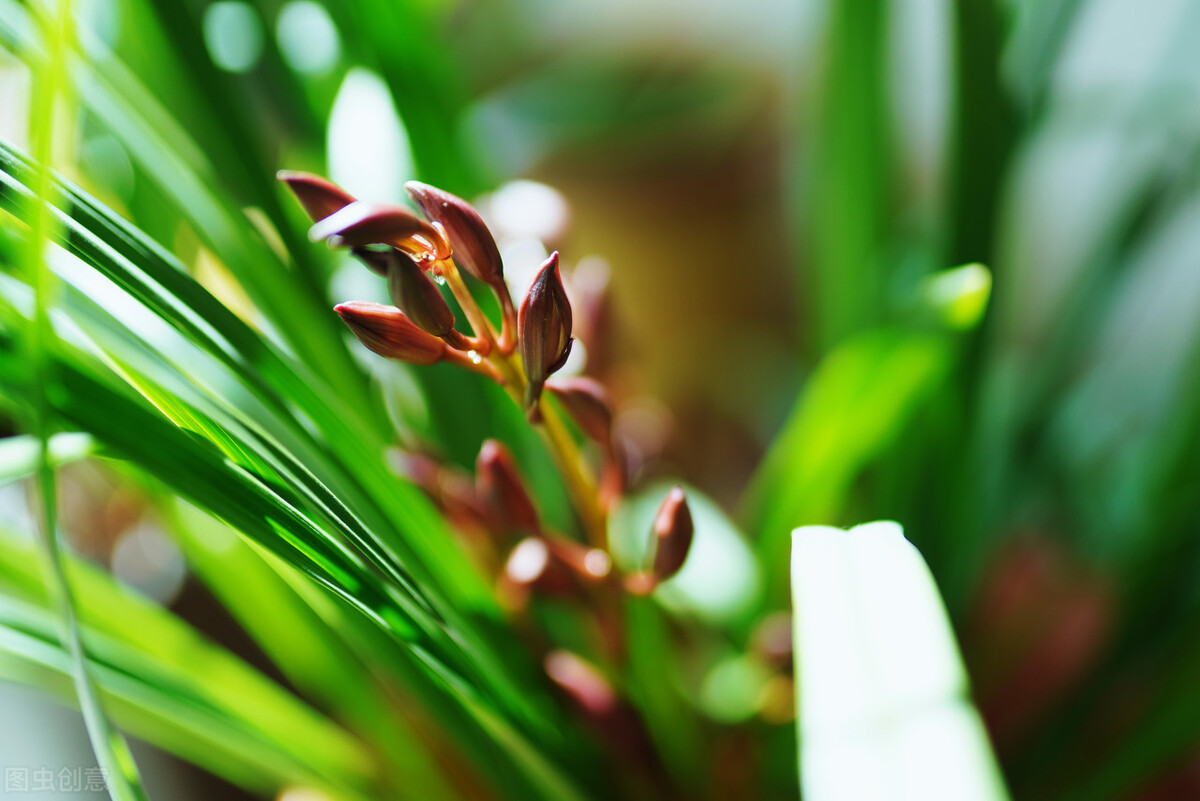 北京地区建兰几月施磷钾肥催花,建兰怎样才能开花5个诀窍