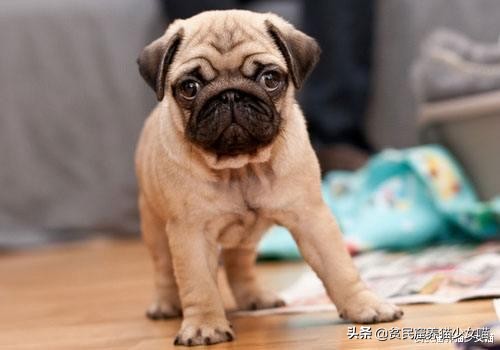 巴哥犬是世界上第几聪明的狗,纯白色的巴哥犬为什么那么少见