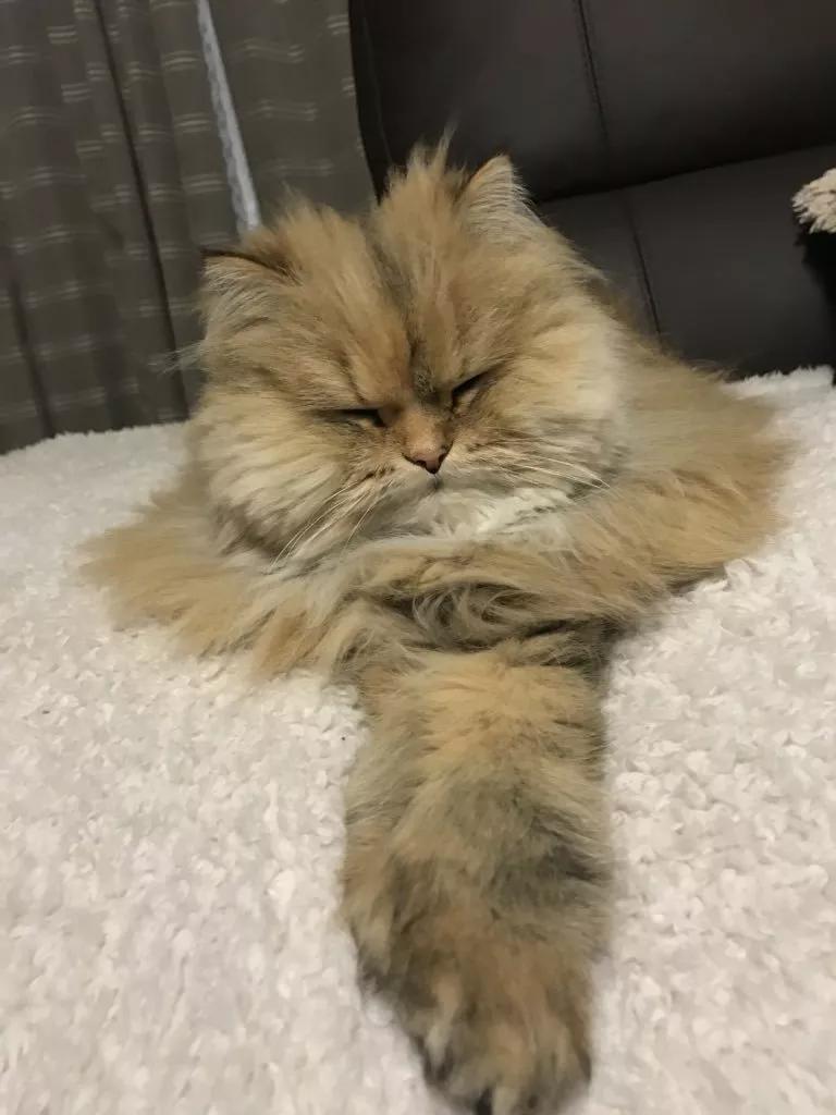 动物表情包沙雕魔性,沙雕动物爆笑瞬间表情包