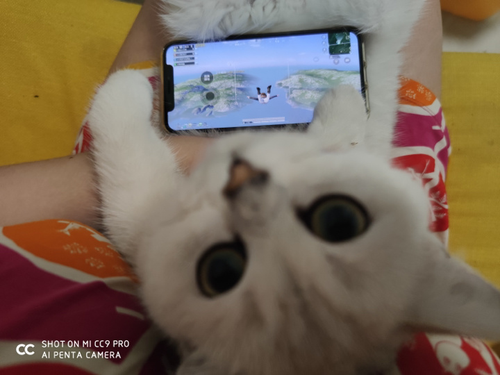 在米拍聚众吸猫吸狗是一种怎样的体验？