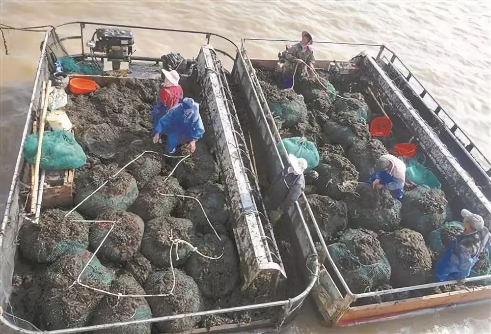 农业失败案例及解析,农业案例分析及解读