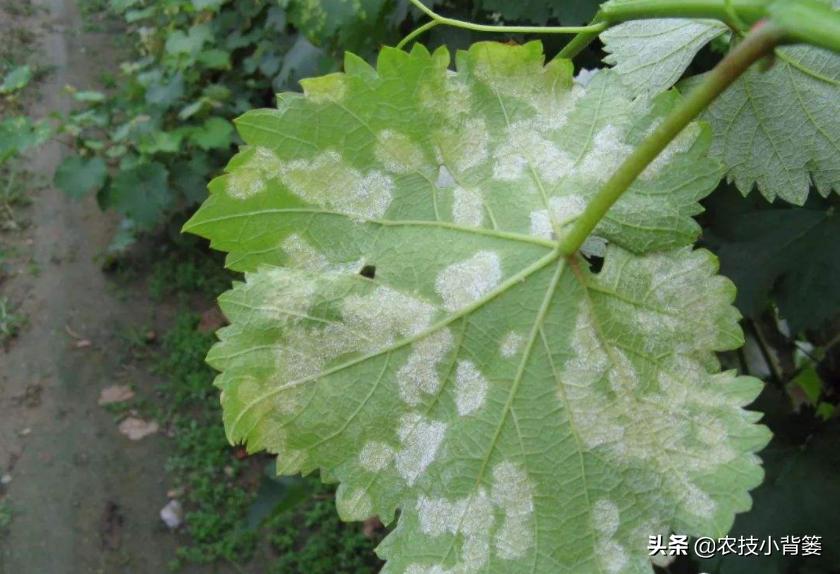 症状相似的*粉白**病和霜霉病常发生、易混淆，如何辨别？如何防治？