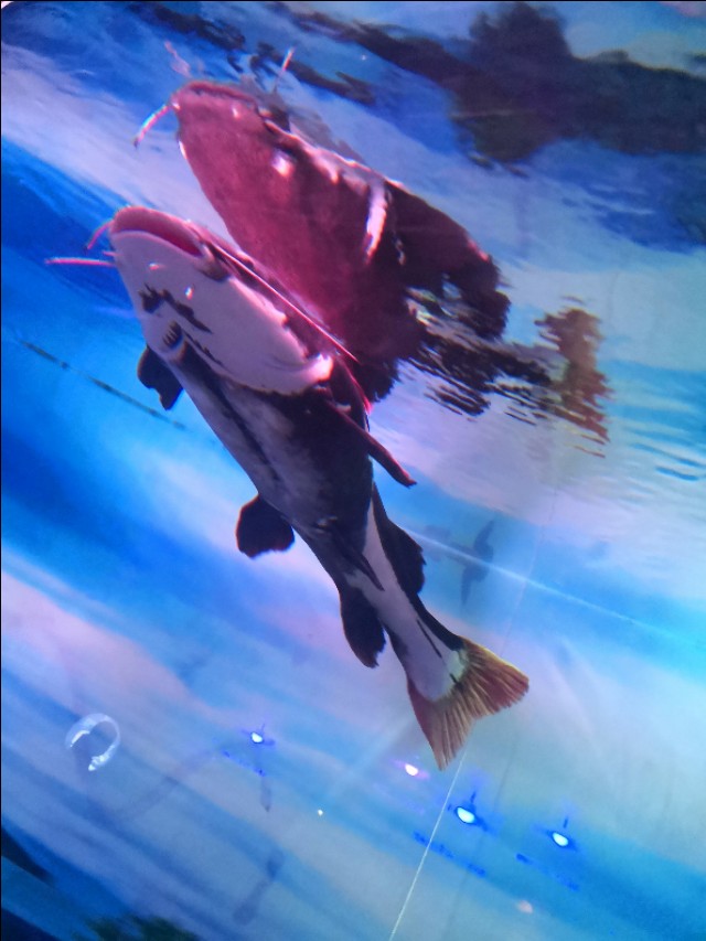 北京工体富国海底世界周一营业,北京工体富国海底世界旅馆