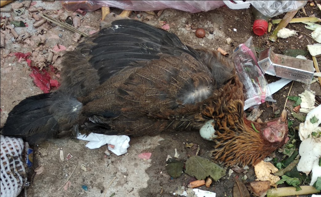 自然森林养殖芦花鸡,芦花鸡半斤左右需要养多久才下蛋