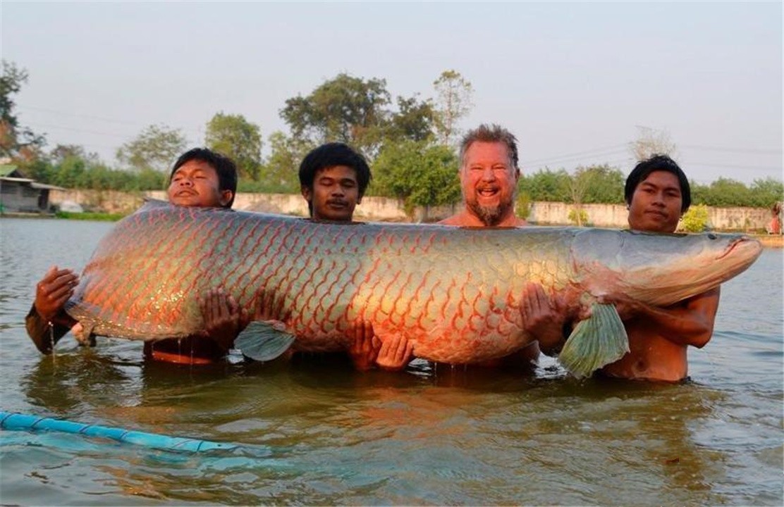 它活了上亿年，把食人鱼当“点心”，菜刀砍不动，为何败给棒槌？