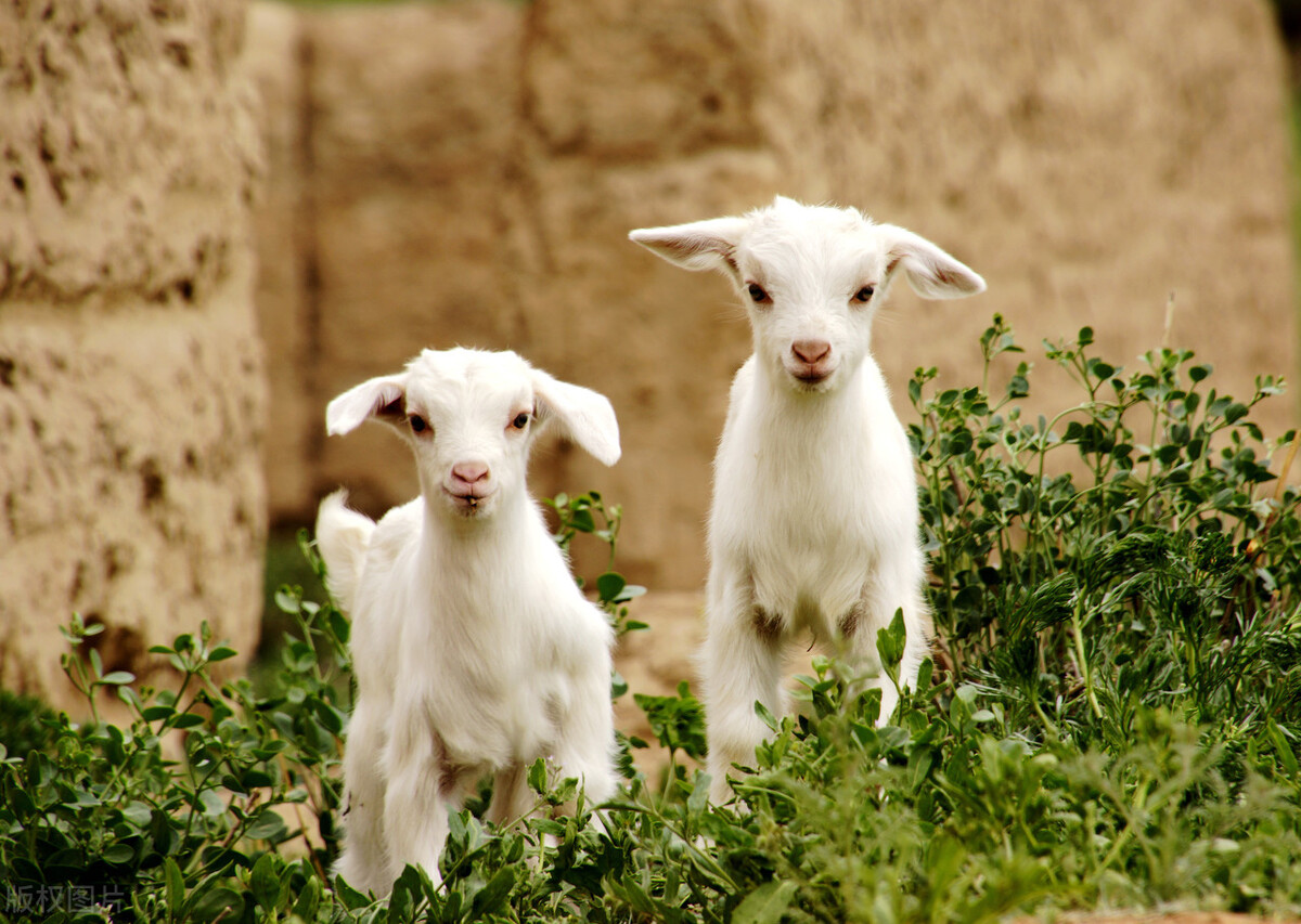 试论多胎肉用羊繁育技术