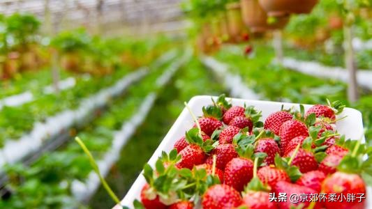 草莓生产全程管理方案,草莓绿色生产技术规程