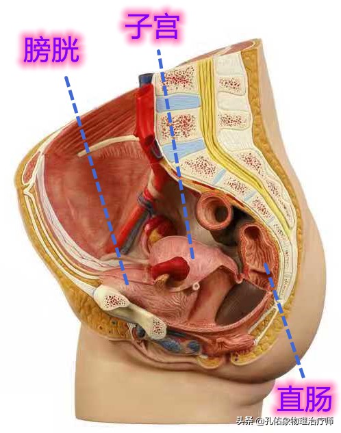 女性漏尿，究竟是怎么导致的？要如何治疗？一文给您详细解答