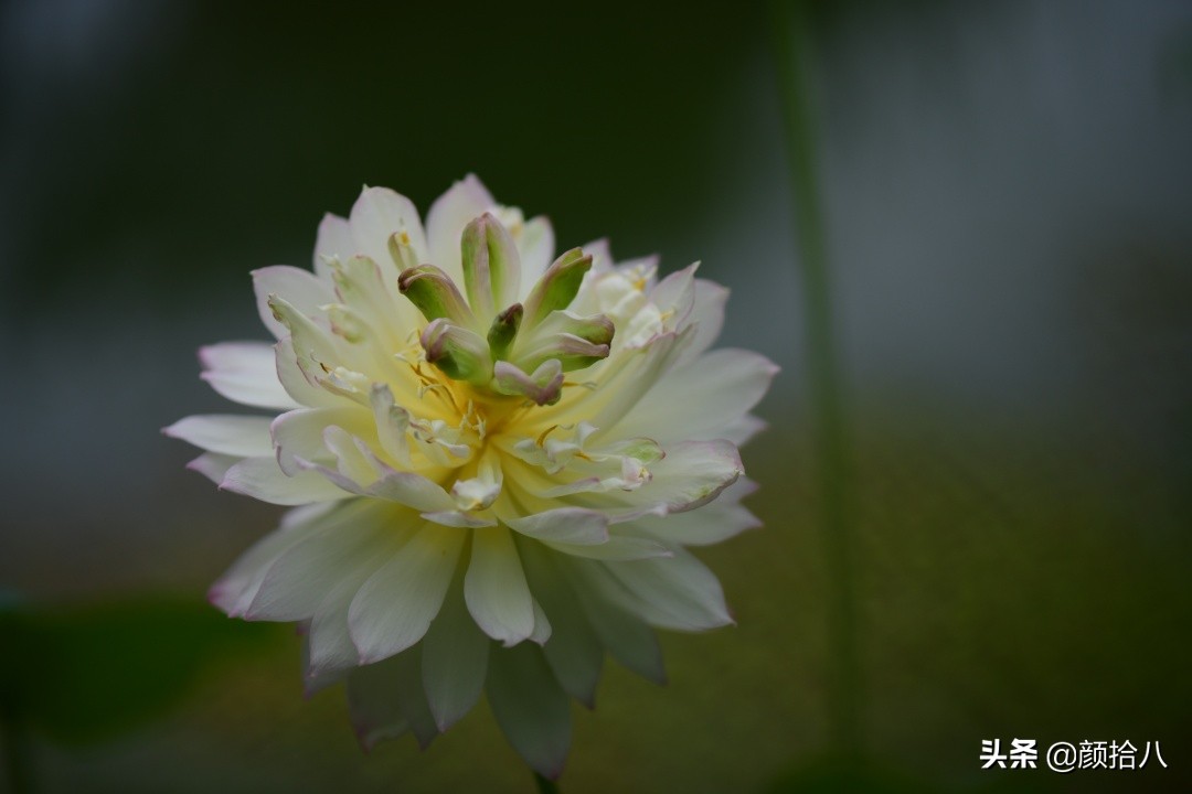 碗莲种藕生长到开花全过程,碗莲种藕到开花的过程