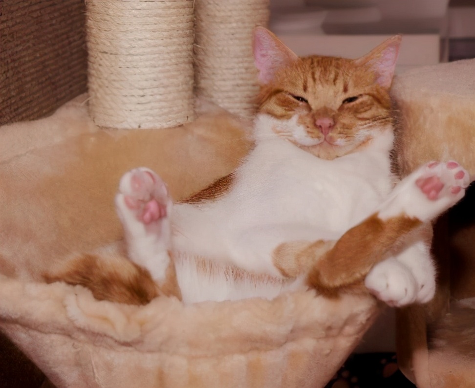 救命啊！为什么猫jiojio这么臭？