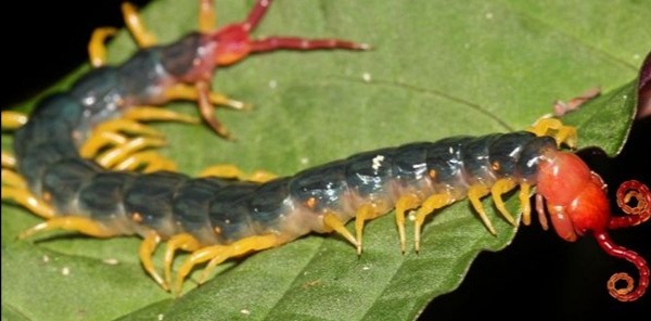 亚马逊丛林有什么危险的东西,亚马逊丛林究竟多可怕