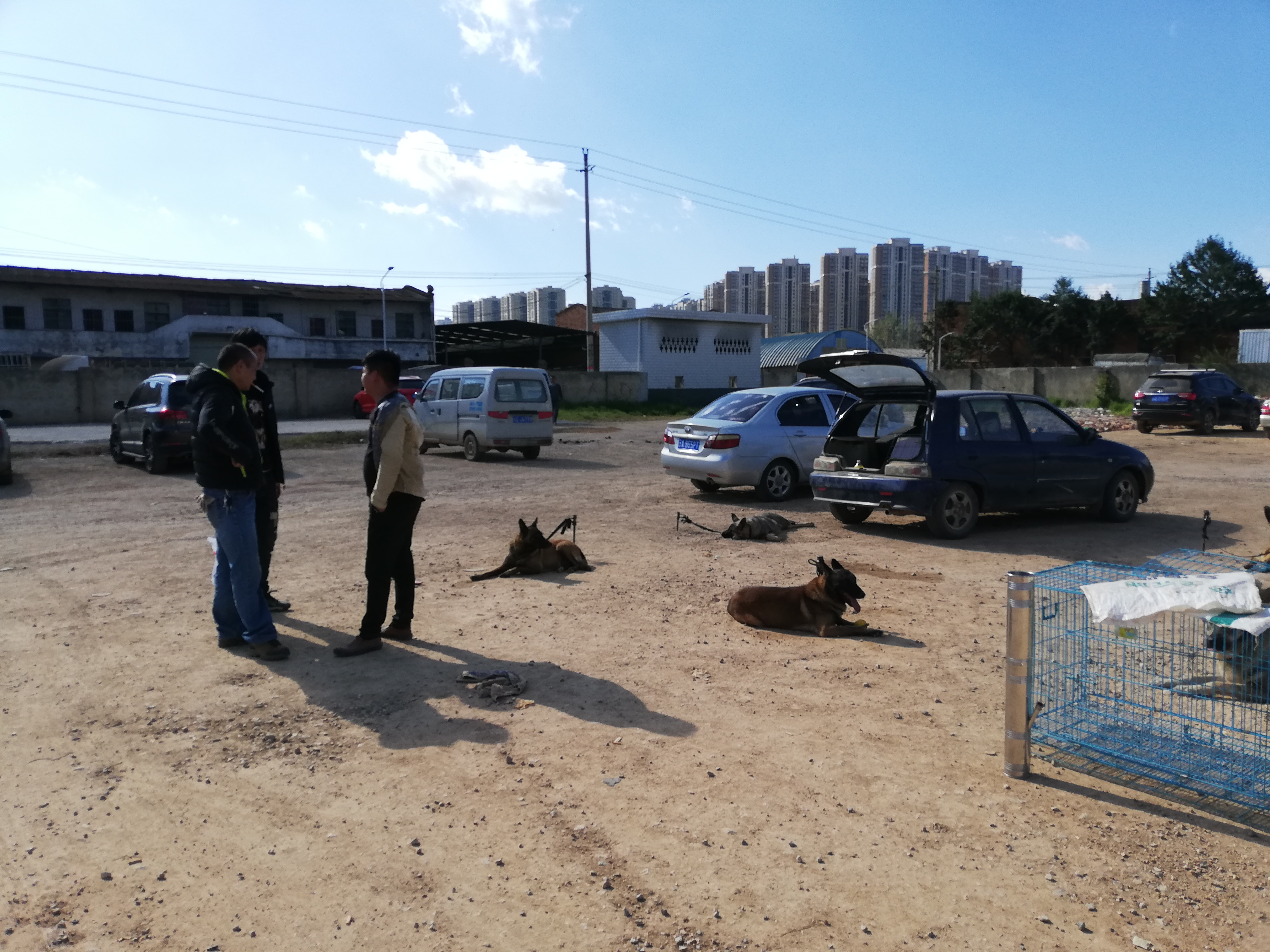 在狗市，成年犬区域人流量稀少且没人购买的原因，你知道吗？